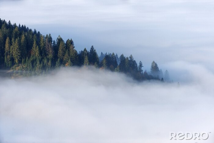 Fototapete Wald in den wolken