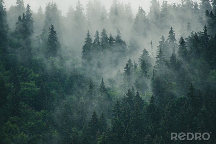 Fototapete Wald in der abenddämmerung 3d
