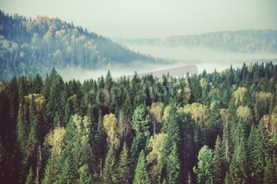 Fototapete Wald in grüntönen