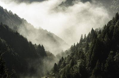 Fototapete Wald in hohen bergen