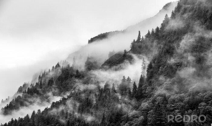 Fototapete Wald in schwarz und weiß