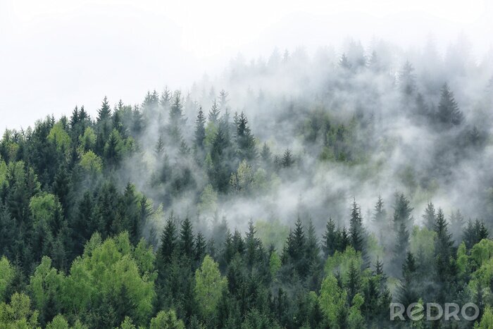 Fototapete Wald in zartem nebel