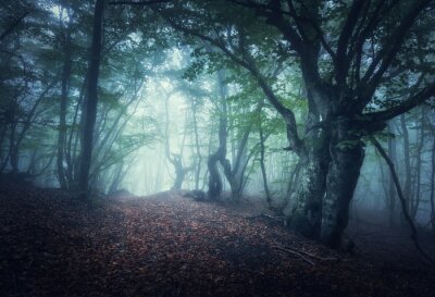Wald mit alten bäumen im nebel