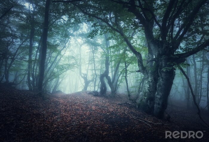 Fototapete Wald mit alten bäumen im nebel