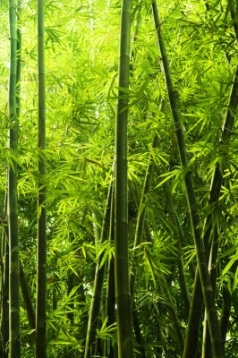 Fototapete Wald mit Bambus