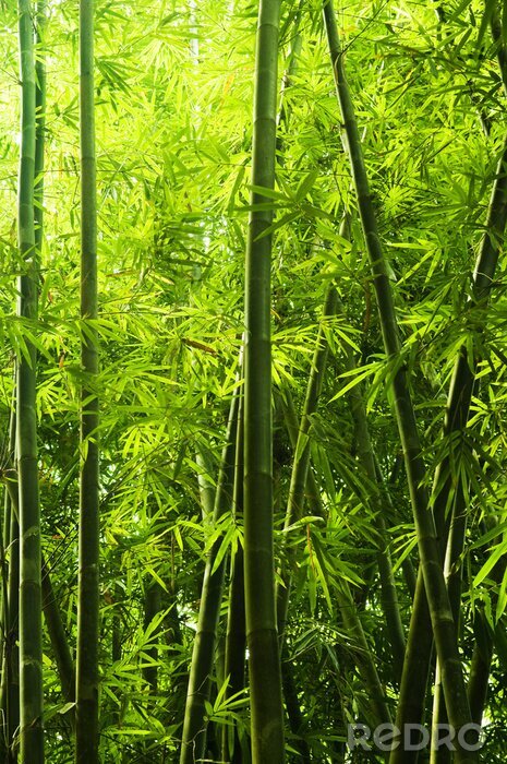 Fototapete Wald mit Bambus