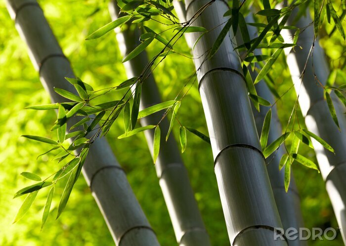 Fototapete Wald mit Bambussen