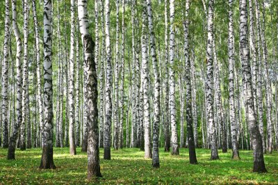 Fototapete Wald mit Birken