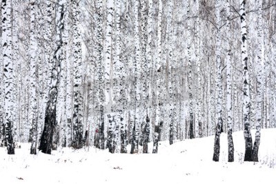 Fototapete Wald mit Birken im Winter