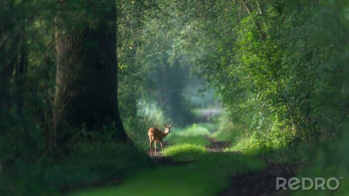 Fototapete Wald mit Reh auf Waldweg