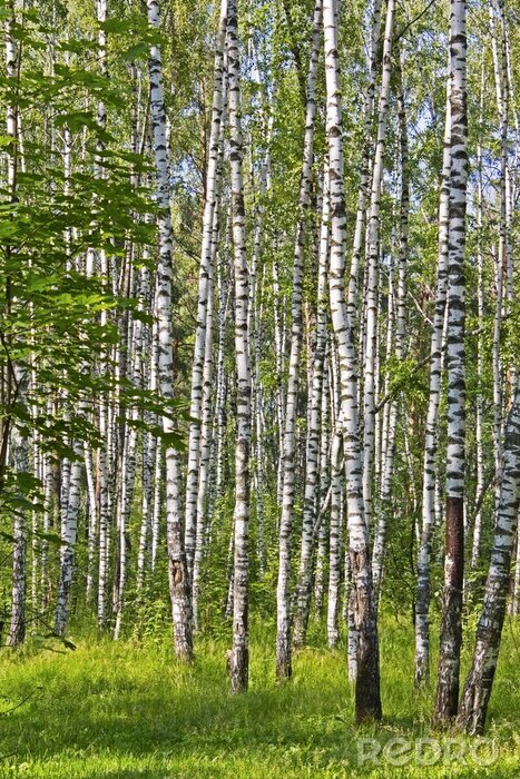 Fototapete Wald mit schmalen Birken