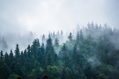 Wald Nebel aus der Luft gesehen