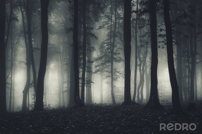 Fototapete Wald Nebel bei Nacht