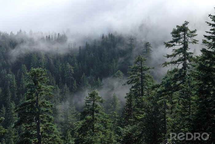Fototapete Wald Nebel oben