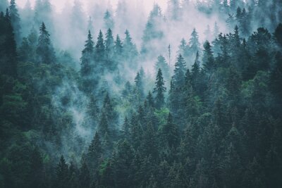 Fototapete Wald nebel und wolken