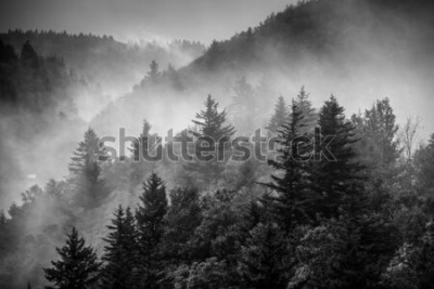 Fototapete Wald schwarz-weiß im Nebel