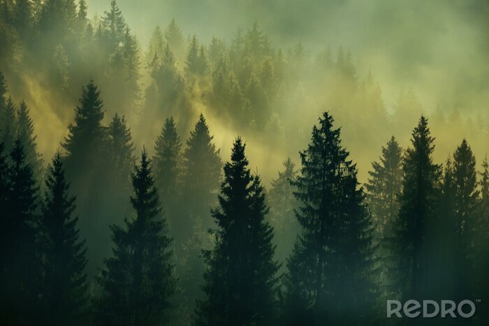 Fototapete Wald Sonnenaufgang