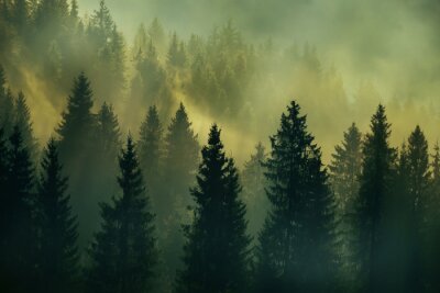 Fototapete Wald Sonnenaufgang