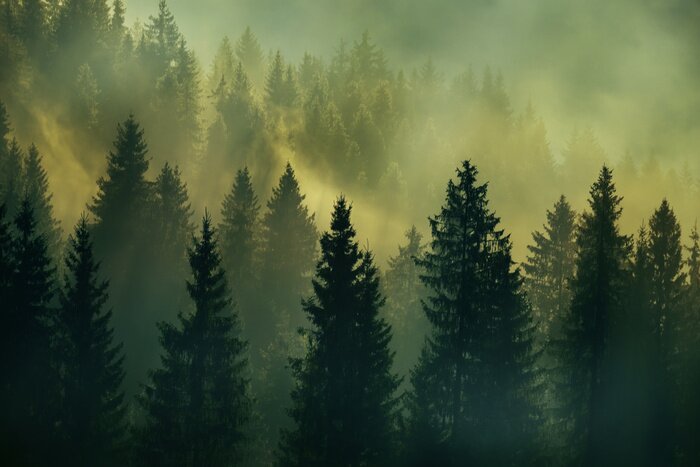 Fototapete Wald Sonnenaufgang