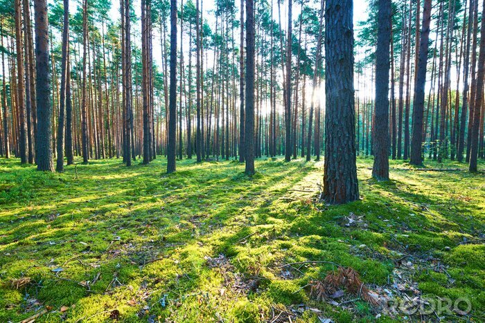 Fototapete Wald und Moos am Boden