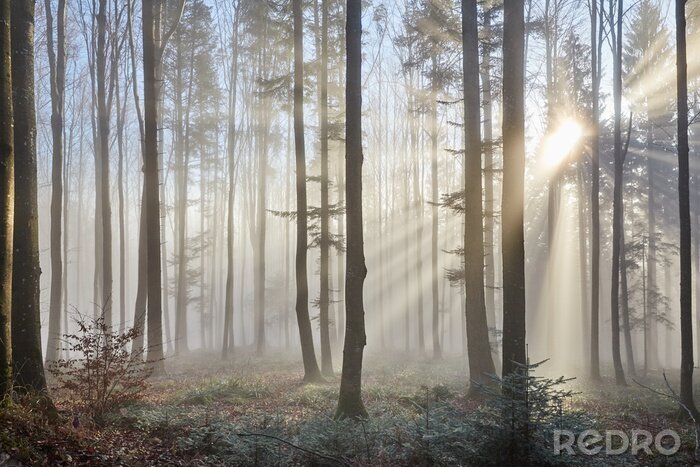 Fototapete Wald und Sonne