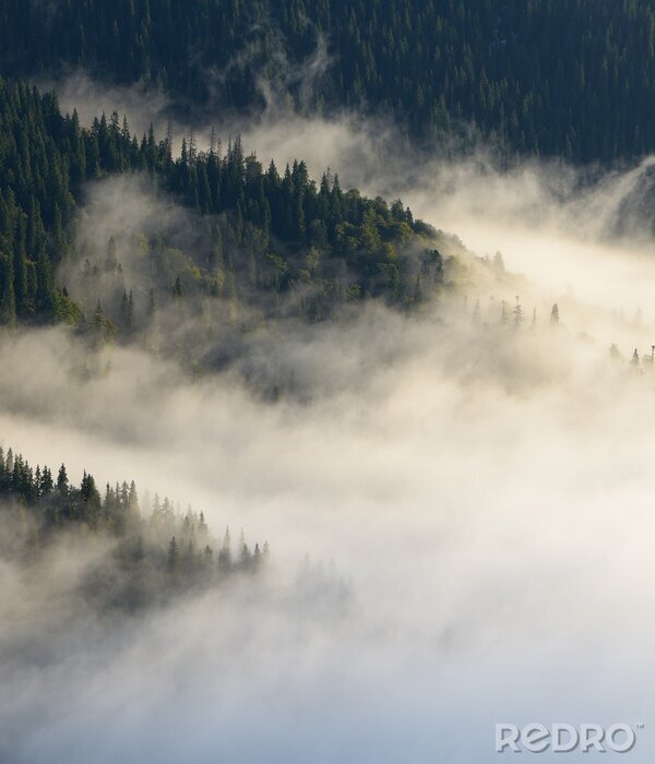 Fototapete Wald von der vogelperspektive