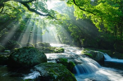 Fototapete Waldbach zwischen Felsen