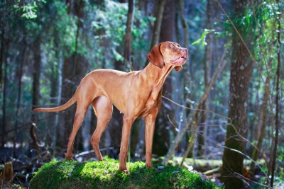 Walddetail mit einem Hund