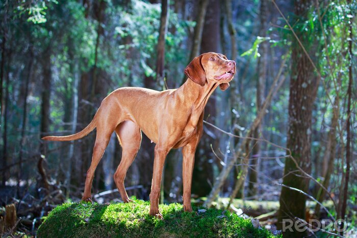 Fototapete Walddetail mit einem Hund