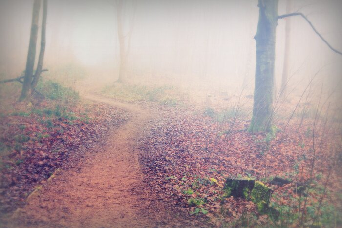 Fototapete Waldgasse mit herbstlaub
