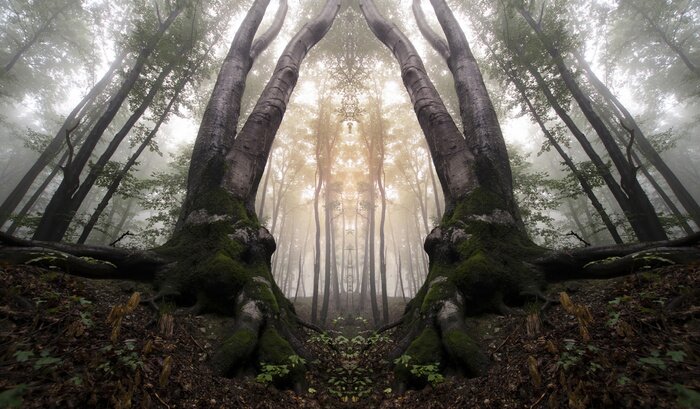 Fototapete Waldillusion 3d