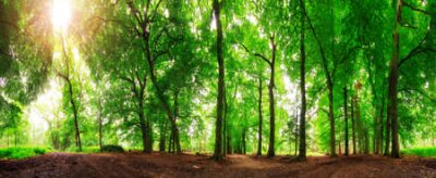 Fototapete Waldlandschaft an einem sonnigen Tag