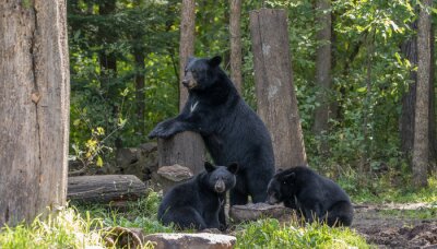 Waldlandschaft mit Bärenfamilie