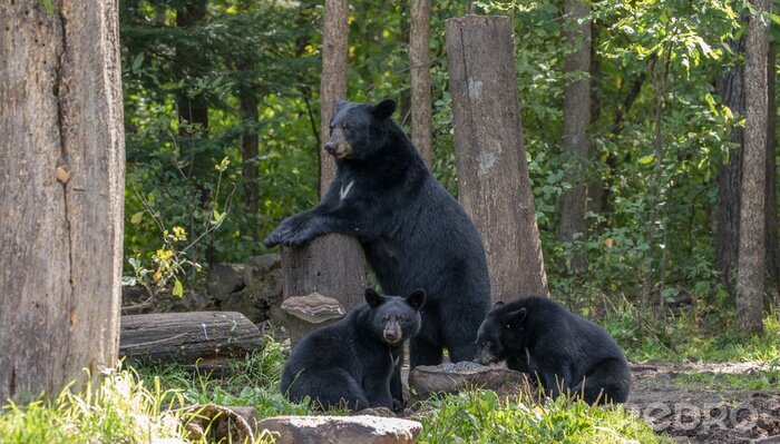 Fototapete Waldlandschaft mit Bärenfamilie