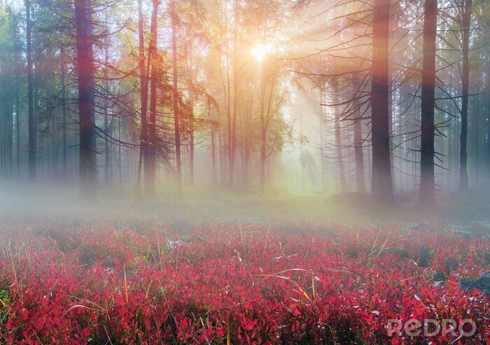 Fototapete Waldlandschaft mit roten Pflanzen