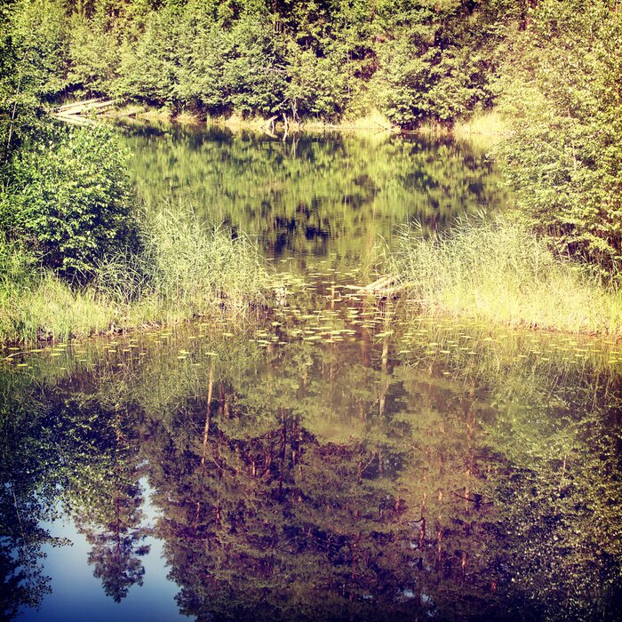 Fototapete Waldlandschaft mit See