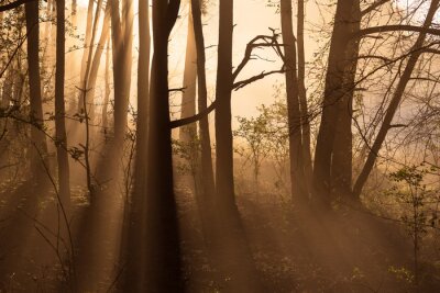 Fototapete Waldlicht an einem frühen Morgen