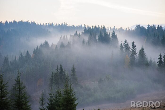 Fototapete Waldmorgen