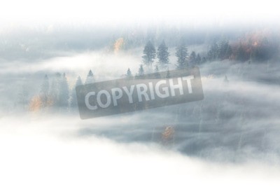 Fototapete Waldmotiv hinter dem nebel