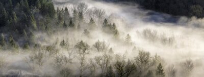  Waldpanorama im nebel