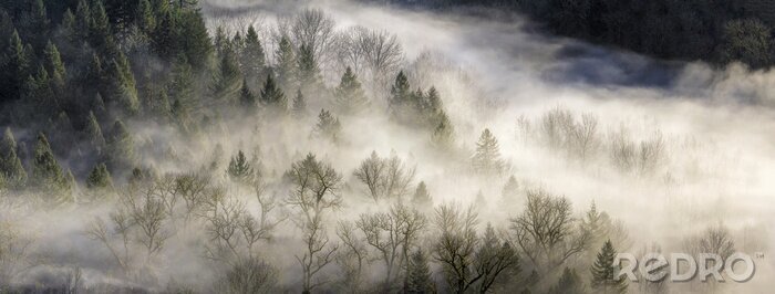 Fototapete Waldpanorama im nebel