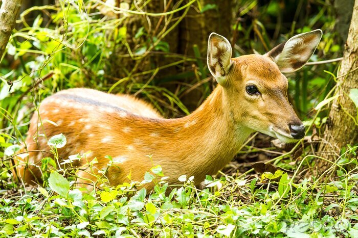 Fototapete Waldtier im Grünen