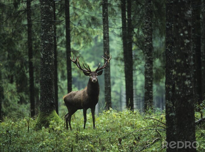 Fototapete Waldtier inmitten von Bäumen