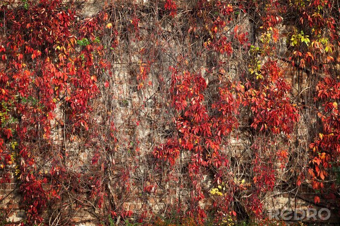 Fototapete Wand abgedeckt durch die mehrfarbigen Blätter im Herbst Hintergrund.