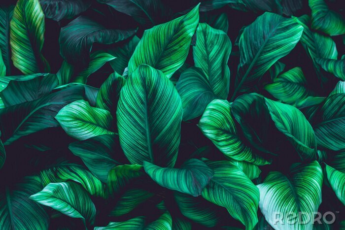 Fototapete Wand aus grünen tropischen Blättern