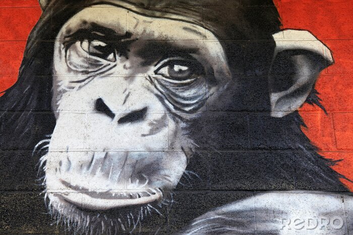 Fototapete Wandbild mit einem charmanten Affen