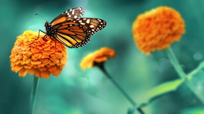 Fototapete Wanderfalter Schmetterling auf einer orangefarbenen Blume