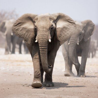 Fototapete wandernde Elefantenherde