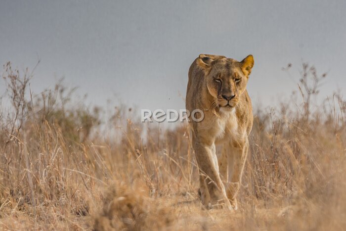 Fototapete Wandernde Löwin in der Savanne