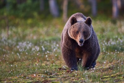 Wandernder Bär